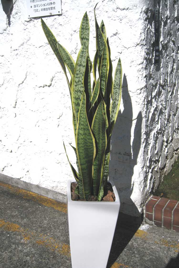 GG-005